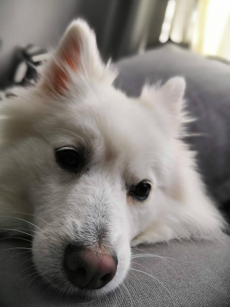 white German spitz laying on the couch 